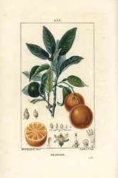 Bigaradier, Appelsin, Citrus aurantium, med gren, blad, blomst, moden og umodne frugt og snit gennem frugt. Håndfarvet stipplet kobberstik af Lambert Junior efter en tegning af Ernestine Panckoucke fra Chaumeton, Poiret og Chamberets "