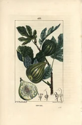 Botanisk tavle: figentræsgren med figner - Figentræ, Ficus carica, viser gren med moden frugt og blade og et snit gennem frugt. Håndfarvet stipple kobberstik af Lambert Junior efter en tegning af Madame E. Panckoucke fra Chaumeton,