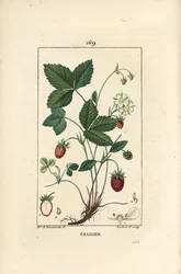 Jordbær dyrket - Jordbær, Fragaria ananassa, viser blomst, blade, moden frugt, rødder og snit gennem frugt. Håndfarvet stipple kobberstik af Lambert Junior efter en tegning af Ernestine Panckoucke fra Chaumeton, Poiret et Chambere