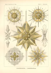 Acanthometra - Stachelstrahlinge, Pl.21 fra 