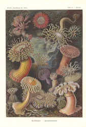 Actiniae - Søanemone, Pl.49, fra 