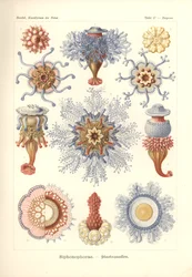 Siphonophorae - Jelly Fish, fra 