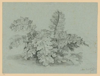 Akanthusplante