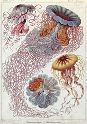 Gopler, fra «Kunstformen der Natur»