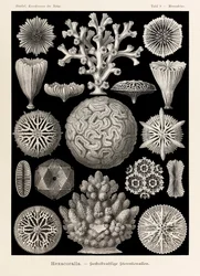 Tavle 9, Maeandrina Hexacoralla, fra 