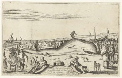 Strandet hval på stranden ved Noordwijk, 1614
