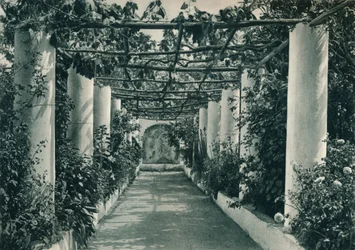 Pergola i en vingård, Capri, Italien, 1927
