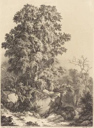 Bøgelund