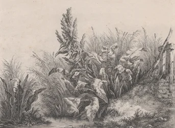 Great Water Dock Plant, 1840.