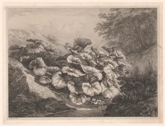 Groot hoefblad De store Coltsfoots Vier grote plante soorten (serietitel) De fire store planter (serietitel)