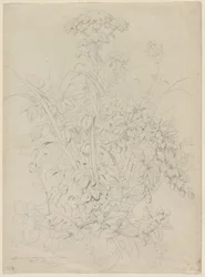 Plantestudie, 1857.