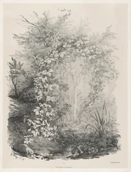 Planter og Ivies ved en Strøm
