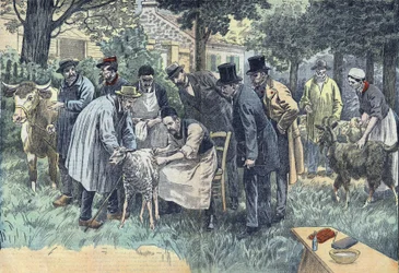 Louis Pasteur (1822-1895), fransk biolog, eksperimenterede med succes i Pouilly-le-Fort efter anmodning fra Melun Agricultural Society, hans miltbrandvirus på en flok får, køer og geder. Tegning af Damblans.
