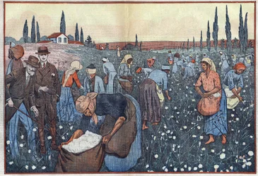 Bomuldsafgrøden, nær Orleanville, i Chelif-dalen, Algeriet. Illustration af Damblans. I "" Le Pelerin"" af 23. februar