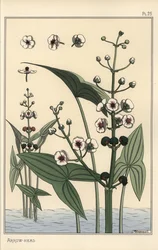 Botanisk illustration af pilespidsen, Sagittaria sagittifolia