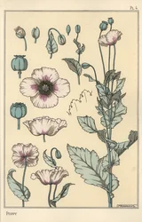 Botanisk illustration af valmuen med blomsterdele og opiumskapsel