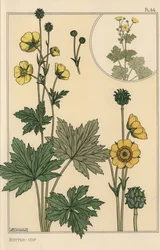 Buttercup botanisk undersøgelse
