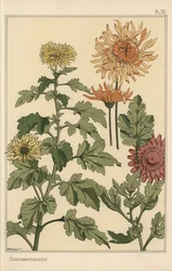 Krysantemum botanisk undersøgelse