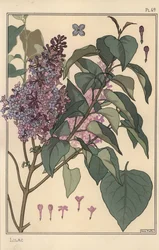 Syren botanisk undersøgelse.