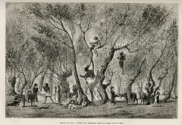 Samlingen af oliven i Amphissa-regionen, tegning af E.Guillaume, for at illustrere historien om Henri Belle: Voyage en Greece