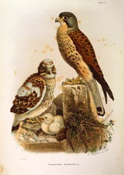 Illustration fra Eugenio Bettonis "Natural History of Birds that Nest in Lombardy", der repræsenterer tårnfalk Falco tinnunculus-familien, af Oscar Dressler