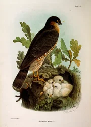 Illustration fra Eugenio Bettoni