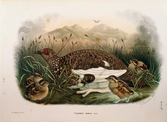 Illustration fra Eugenio Bettonis "Natural History of Birds that Nest in Lombardy", der repræsenterer klippeptarmigan Lagopus muta, af Oscar Dressler