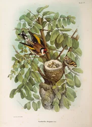Illustration fra Eugenio Bettonis "Natural History of Birds that Nest in Lombardiet", der repræsenterer den europæiske Goldfinch Carduelis carduelis-familie, af Oscar Dressler