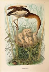 Illustration fra Eugenio Bettonis "Natural History of Birds that Nest in Lombardy" repræsenterende Little Bittern Ixobrychus minutus, af Oscar Dressler