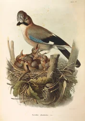 Illustration fra Eugenio Bettonis "Natural History of Birds that Nest in Lombardy", der repræsenterer den eurasiske Jay Garrulus glandarius, af Oscar Dressler