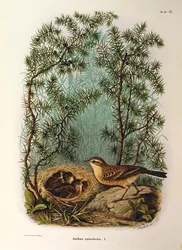 Illustration fra Eugenio Bettonis "Natural History of Birds that Nest in Lombardy" repræsenterende vandpiber Anthus spinoletta, af Oscar Dressler