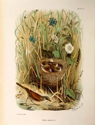 Illustration fra Eugenio Bettonis "Natural History of Birds that Nest in Lombardy" repræsenterende Whitethroat Sylvia communis eller cinerea, af Oscar Dressler