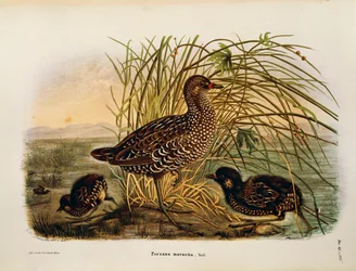 Illustration fra Eugenio Bettonis "Natural History of Birds that Nest in Lombardy" repræsenterende Spotted Crake Porzana porzana, af Oscar Dressler