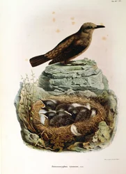 Illustration fra Eugenio Bettonis "Natural History of Birds that Nest in Lombardy" repræsenterende Blue Rock Thrush Monticola solitarius, af Oscar Dressler