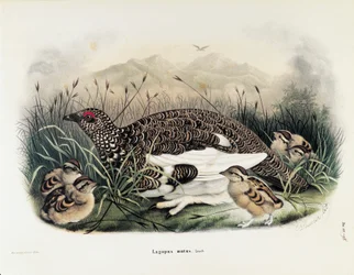Illustration fra Eugenio Bettonis "Natural History of Birds that Nest in Lombardy", der repræsenterer klipperypen Lagopus muta, af Oscar Dressler