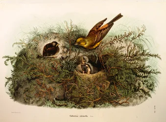 Illustration fra Eugenio Bettonis "Natural History of Birds that Nest in Lombardy" repræsenterende Yellowhammer Emberiza citrinella, af Oscar Dressler