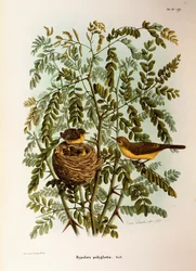 Illustration fra Eugenio Bettonis "Natural History of Birds that Nest in Lombardy" repræsenterende Melodious Warbler Hippolais polyglotta, af Oscar Dressler