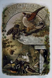 Titelside af Natural History of Birds, der yngler i Lombardiet, af Eugenio Bettoni (1845-1898), gravering af Oscar Dressler, Italien