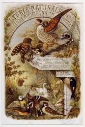 Frontispice fra Natural history of fugle, der yngler i Lombardiet (Chromolithography