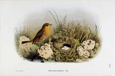 Repræsentation af Red Gorge (Rubecula familiaris) (Chromolithography