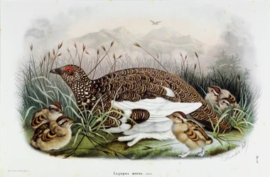 Repræsentation af agerhønen (Partridge eller Lagopus mutus) (Chromolithography