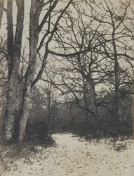 [Fontainebleau Skov], ca. 1860.