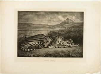 Bengalske tiger
