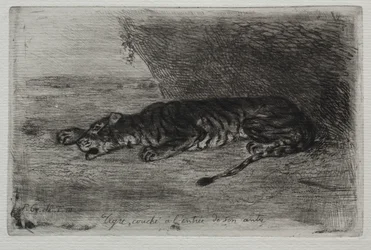 Tiger sover ved indgangen til hans hule