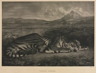 kongelig tiger