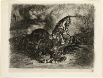 Vild hest nedbragt af en tiger