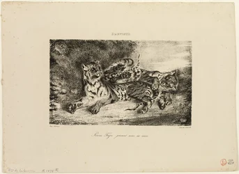 Ung tiger leger med sin mor