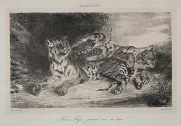Ung tiger leger med sin mor