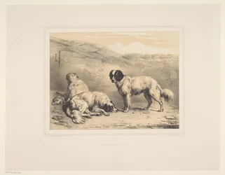 Tre hunde Forskellige dyr (serietitel) Etudes d
