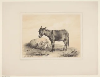 Rustende pakezel Diverse dieren (serietitel) Animal Studies (serietitel)